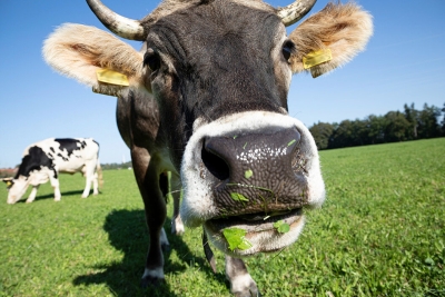 Tájékoztatás ragadós száj és körömfájás járványról